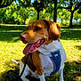 dog, brown_and_white, sitting, leash, harness, grass, park, sunlight, trees, outdoor, nature, pet, canine, tongue_out, happy, shade, summer, greenery, animal, daytime