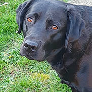 Vayka a rejoint le concours — aidez-le/la à gagner de superbes lots ! dog, black_labrador, pet, animal, grass, outdoor, nature, canine, mammal, fur, portrait, friendly, loyal, snout, ears, paw, standing, eyes, companion, daylight