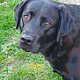dog, black_labrador, pet, animal, grass, outdoor, nature, canine, mammal, fur, portrait, friendly, loyal, snout, ears, paw, standing, eyes, companion, daylight