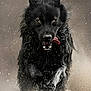 Zéphyr participe au concours pour gagner de l'argent avec cette photo : black_dog, running, wet_fur, dust, motion, tongue_out, action, animal, outdoor, energetic, fur, canine, dynamic, excited, dust_cloud, close_up, water_splashes, portrait, intense_eyes, fast