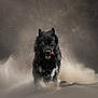 Zéphyr participe au concours pour gagner de l'argent avec cette photo : dog, black_dog, running, dust, motion, wet_fur, animal, outdoor, action, fur, tongue, intense_eyes, dynamic, energy, nature, wild, fast, playful, close_up, dramatic_lighting