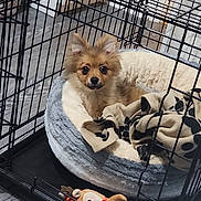 Bear joined the competition — help win amazing prizes! dog, puppy, crate, pet_bed, blanket, stuffed_toy, indoor, floor, wood_floor, metal_crate, small_dog, brown_dog, cute, cozy, resting, looking, ears_up, domestic, animal, pet
