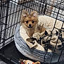 dog, puppy, crate, pet_bed, blanket, stuffed_toy, indoor, floor, wood_floor, metal_crate, small_dog, brown_dog, cute, cozy, resting, looking, ears_up, domestic, animal, pet