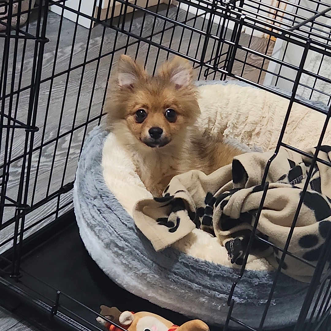 Bear joined the competition — help win amazing prizes! animal, blanket, brown_dog, cozy, crate, cute, dog, domestic, ears_up, floor, indoor, looking, metal_crate, pet, pet_bed, puppy, resting, small_dog, stuffed_toy, wood_floor
