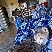 Fiona is registered to the contest to win money with this photo: cat, calico_cat, blanket, cowboys, indoor, living_room, kitchen, chair, wood_floor, furniture, relaxed, pet, domestic_animal, cozy, home, couch, decor, table, window, light