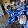 cat, calico_cat, blanket, cowboys, indoor, living_room, kitchen, chair, wood_floor, furniture, relaxed, pet, domestic_animal, cozy, home, couch, decor, table, window, light
