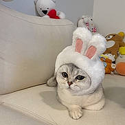 Snowy joined the competition — help win amazing prizes! cat, bunny_hat, plush_toys, couch, indoor, cute, pet, animal, white, gray, soft, cozy, stuffed_animals, adorable, relaxed, feline, costume, home, comfort, playful
