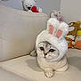 cat, bunny_hat, plush_toys, couch, indoor, cute, pet, animal, white, gray, soft, cozy, stuffed_animals, adorable, relaxed, feline, costume, home, comfort, playful