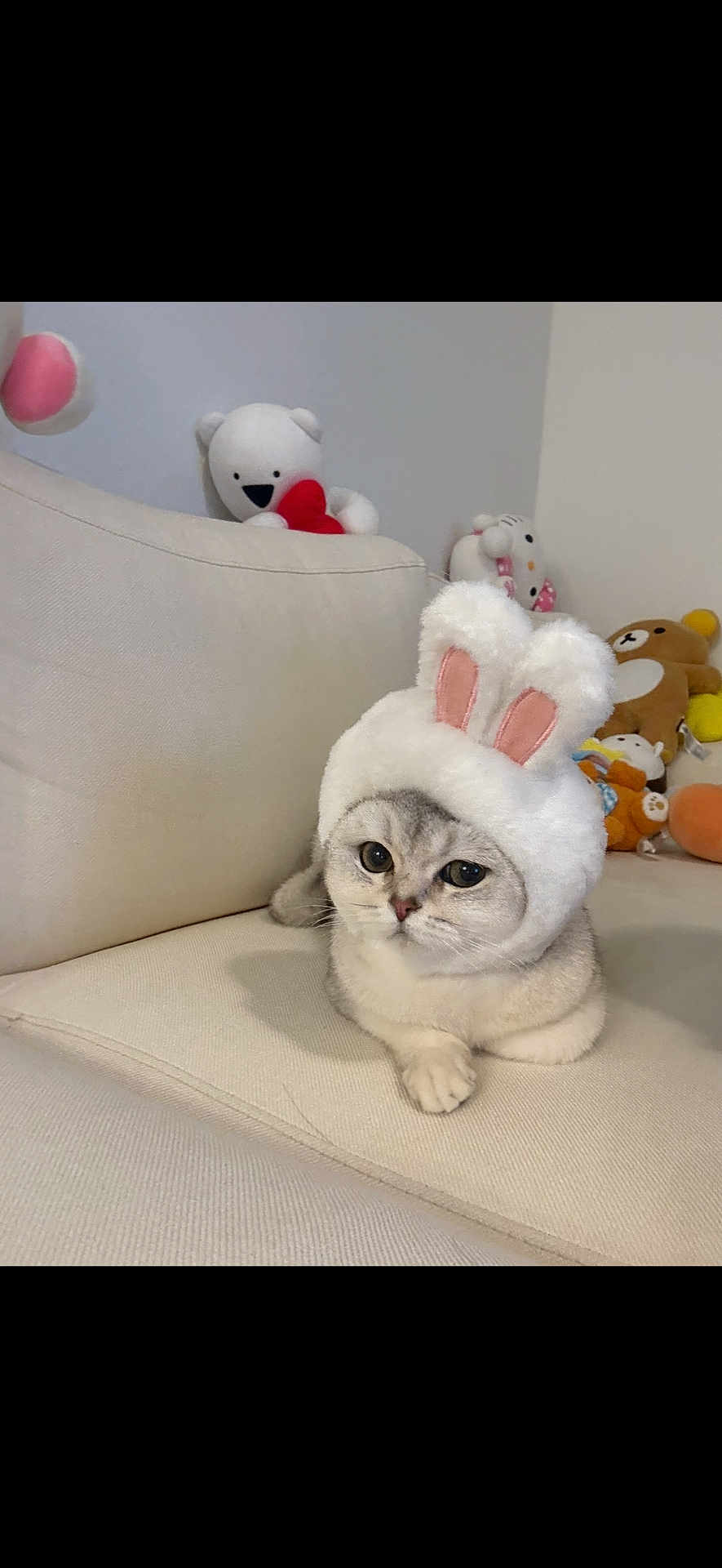 Snowy joined the competition — help win amazing prizes! cat, bunny_hat, plush_toys, couch, indoor, cute, pet, animal, white, gray, soft, cozy, stuffed_animals, adorable, relaxed, feline, costume, home, comfort, playful