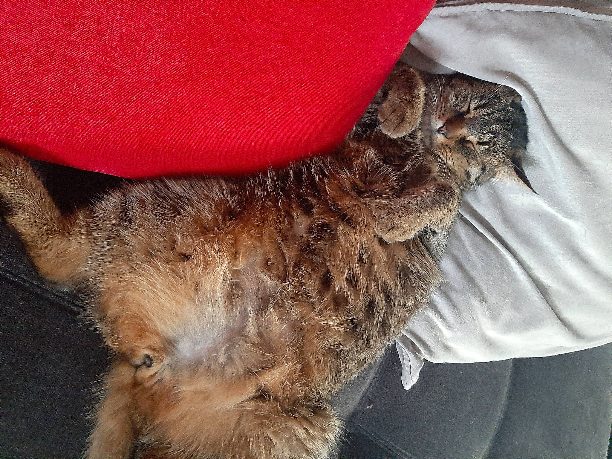 Tigrou a rejoint le concours — aidez-le/la à gagner de superbes lots ! beak, bird, bird_of_prey, canidae, carnivore, claw, companion_dog, dog_breed, falconiformes, feather, felidae, fur, liver, paw, small_to_medium_sized_cats, sporting_group, tail, terrier, whiskers, wing