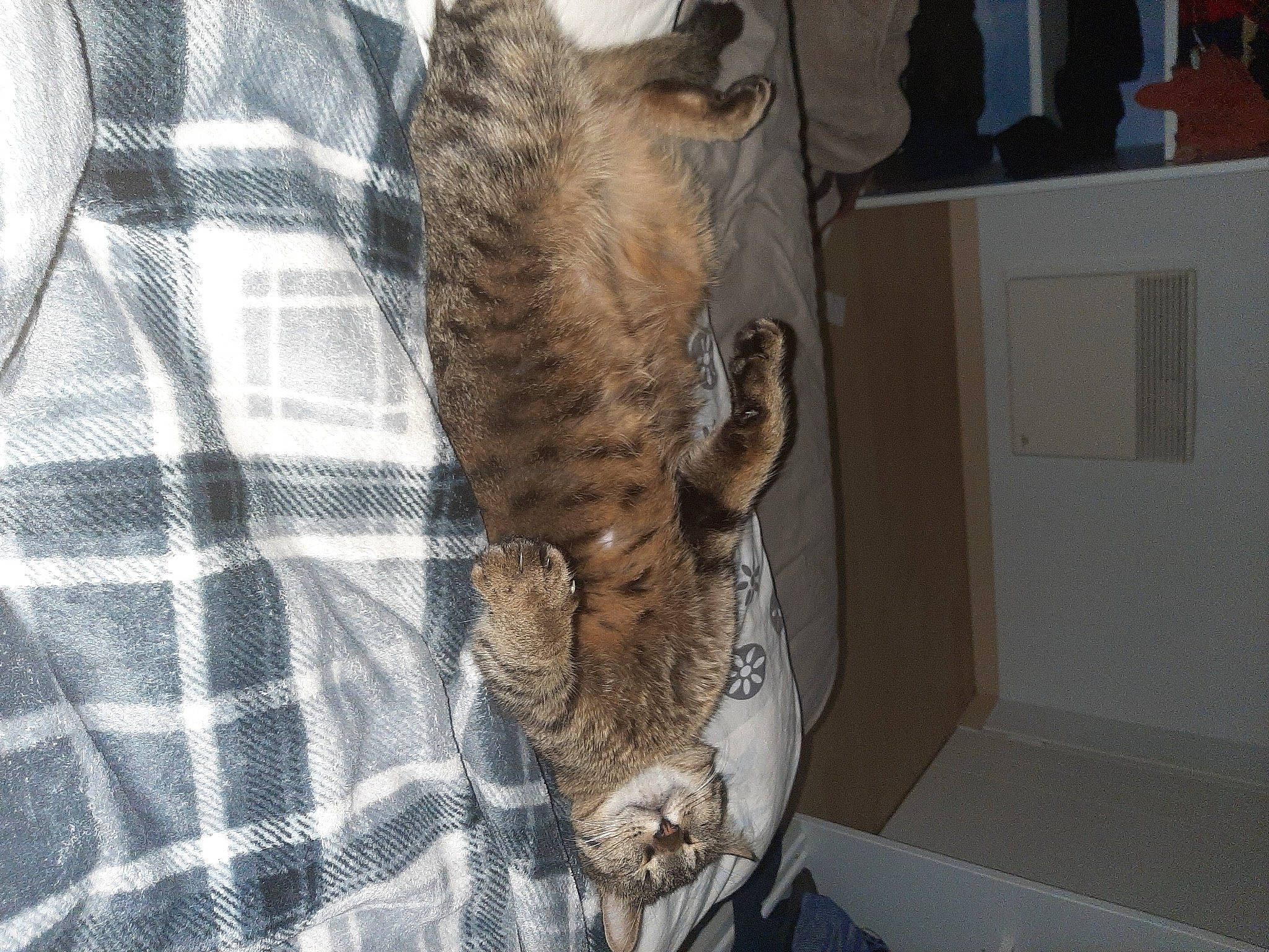 Tigrou participe au concours pour gagner de l'argent avec cette photo : big_cats, canidae, carnivore, cat, claw, domestic_short_haired_cat, fawn, felidae, fur, plaid, sleeve, small_to_medium_sized_cats, snout, sporting_group, tail, tartan, terrestrial_animal, textile, whiskers, wildlife