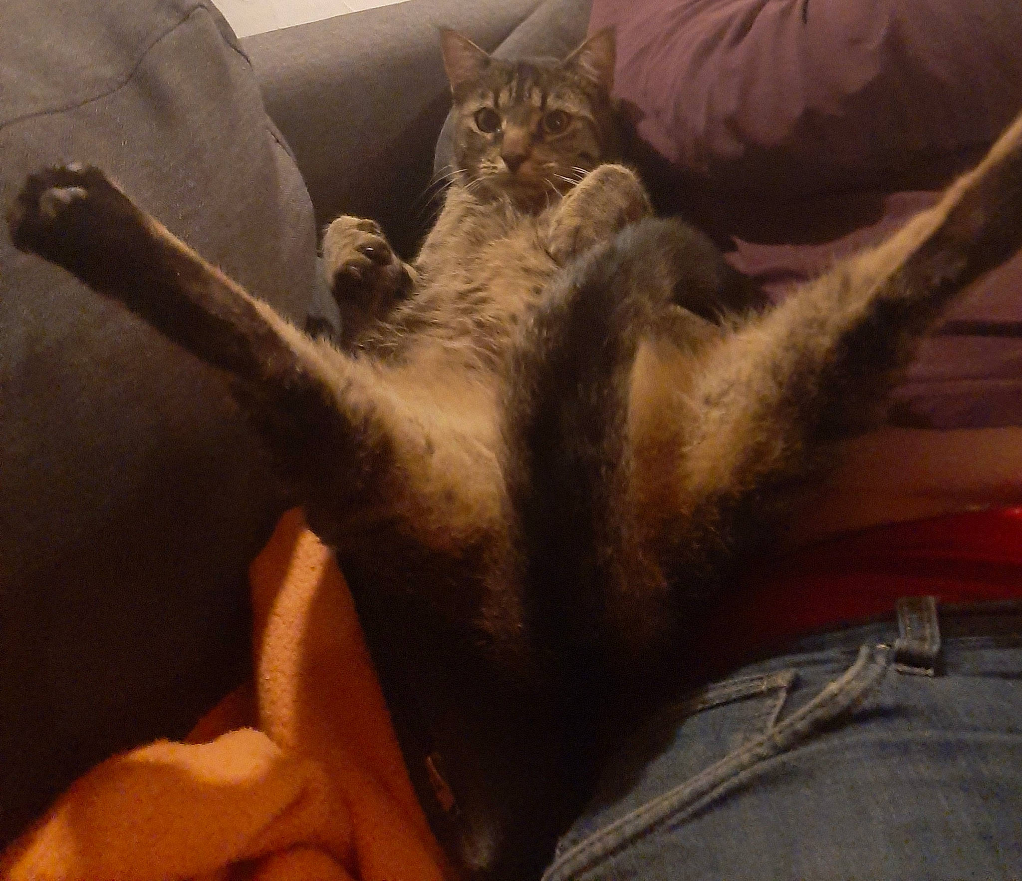 Tigrou participe au concours pour gagner de l'argent avec cette photo : bed, carnivore, cat, claw, comfort, darkness, domestic_short_haired_cat, felidae, fur, gesture, grey, human_leg, metal, nap, paw, small_to_medium_sized_cats, snout, tail, whiskers, wood