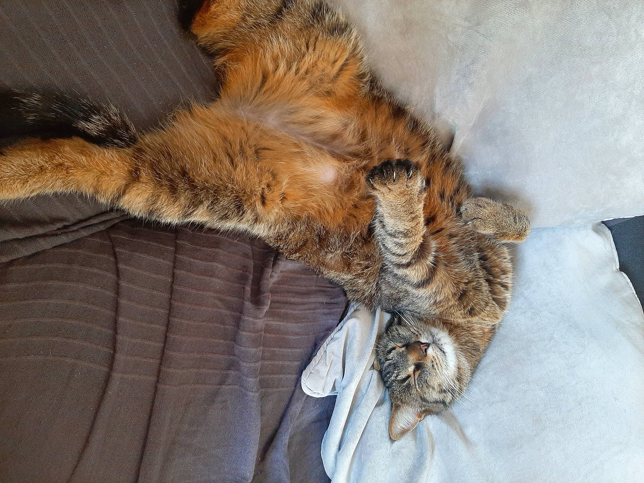 Tigrou a rejoint le concours — aidez-le/la à gagner de superbes lots ! canidae, carnivore, cat, claw, comfort, dog_breed, domestic_short_haired_cat, fawn, felidae, fur, nap, paw, small_to_medium_sized_cats, snout, sporting_group, tail, terrestrial_animal, whiskers, wildlife, wood