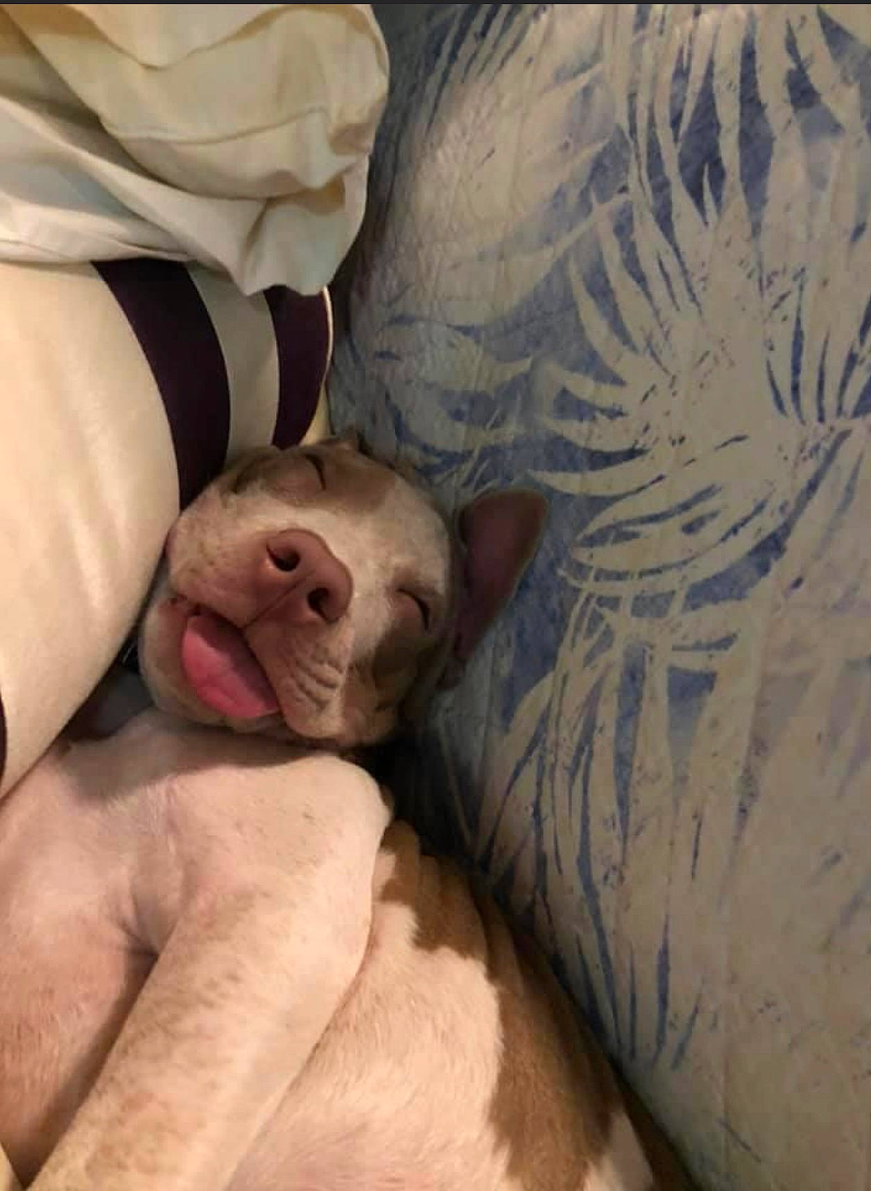 Moi is registered to the contest to win money with this photo: bedding, canidae, carnivore, comfort, companion_dog, dog_breed, fawn, felidae, flesh, foot, fur, human_leg, linens, paw, sleeve, small_to_medium_sized_cats, snout, terrestrial_animal, whiskers, wrinkle