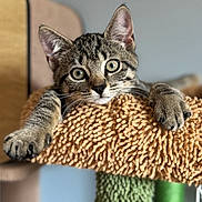 Princess joined the competition — help win amazing prizes! cat, kitten, tabby, pet, animal, feline, whiskers, paws, curious, indoor, pet_furniture, cat_tree, soft_focus, texture, close_up, cute, resting, claws, ears, eyes