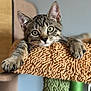 cat, kitten, tabby, pet, animal, feline, whiskers, paws, curious, indoor, pet_furniture, cat_tree, soft_focus, texture, close_up, cute, resting, claws, ears, eyes