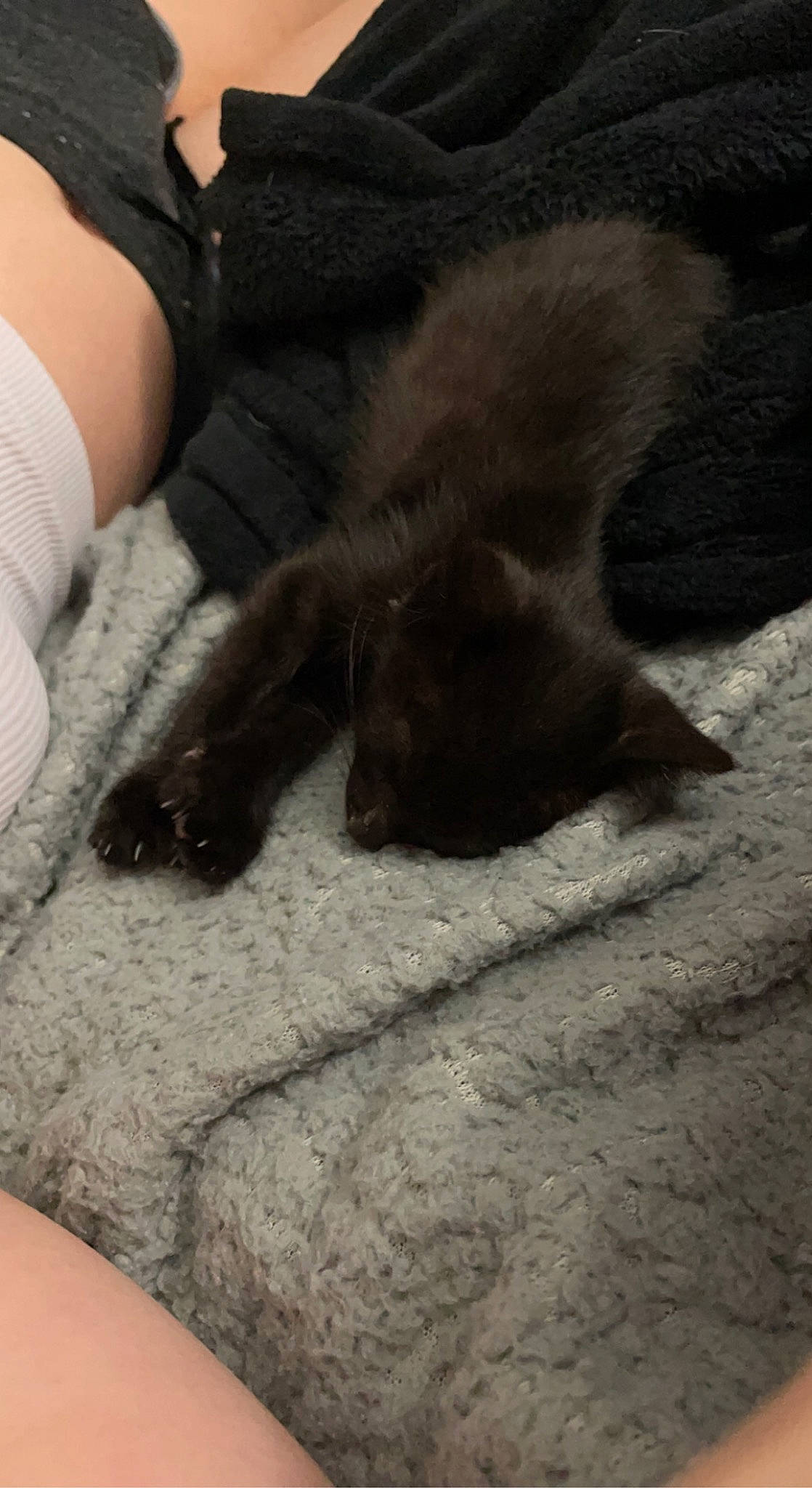 Lupin is registered to the contest to win money with this photo: canidae, carnivore, cat, comfort, dog_breed, fawn, felidae, finger, flooring, foot, gesture, human_leg, nail, small_to_medium_sized_cats, snout, sporting_group, tail, thigh, whiskers, wood