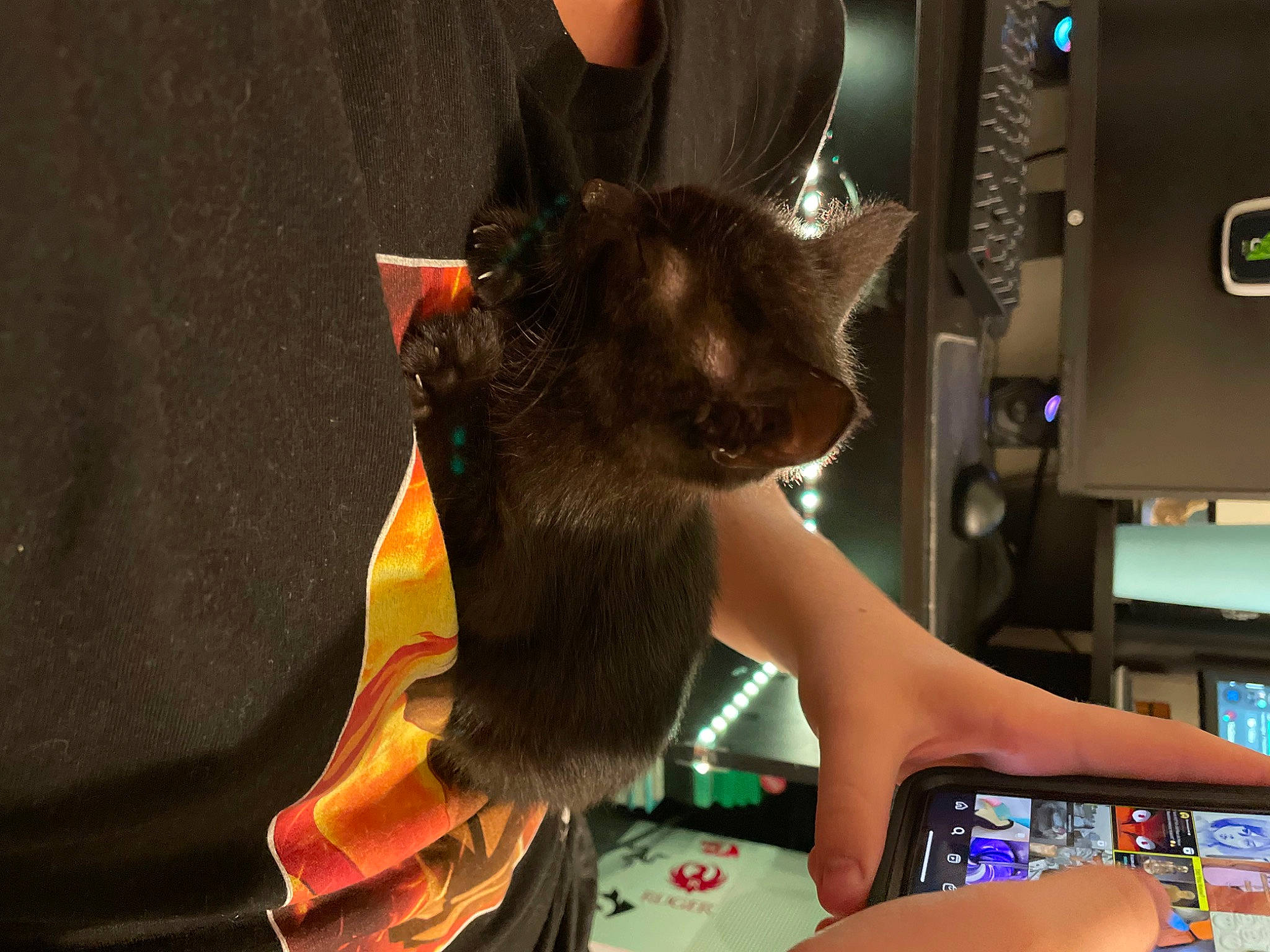 Lupin joined the competition — help win amazing prizes! animation, canidae, carmine, cat, domestic_short_haired_cat, eyewear, fawn, felidae, fictional_character, fun, fur, games, gesture, human_leg, lap, nail, small_to_medium_sized_cats, tail, whiskers