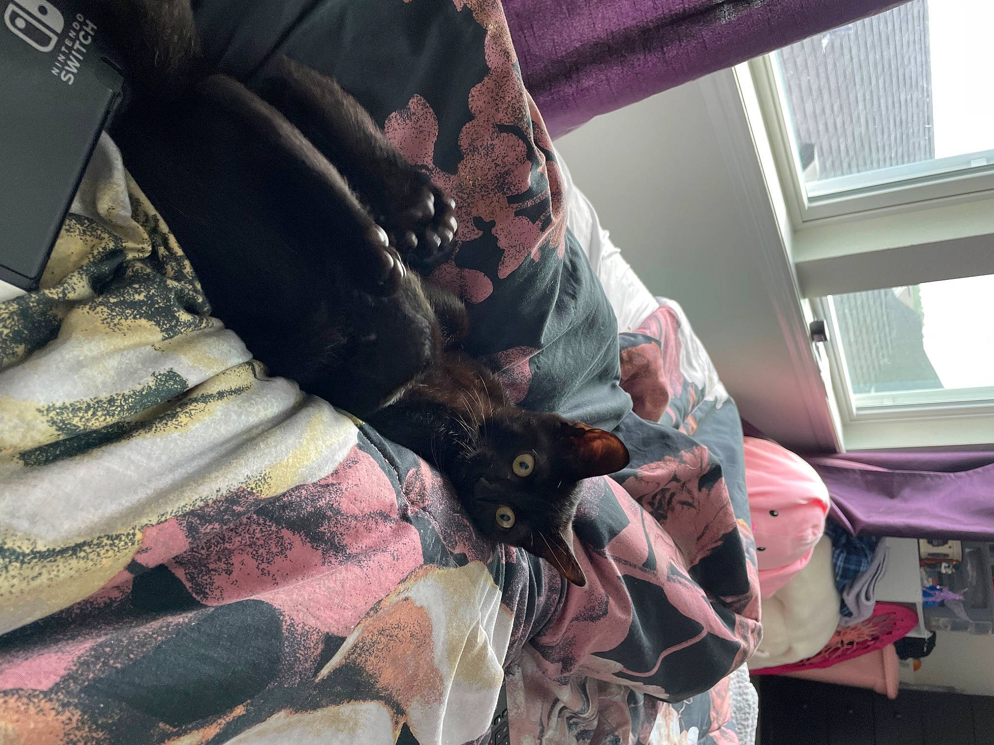 Lupin is registered to the contest to win money with this photo: carmine, carnivore, cat, closet, comfort, curtain, fashion_accessory, fashion_design, felidae, fur, human_leg, linens, pattern, room, sleeve, small_to_medium_sized_cats, thigh, tints_and_shades, whiskers, window