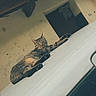 animal, building, car_roof, cat, curious, daylight, door, ears, feline, fur, outdoor, paws, pet, relaxed, resting, roof_tiles, tabby_cat, wall, whiskers, window
