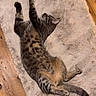 animal, beige, cat, cozy, cute, domestic, feline, fluffy_rug, fur, indoor, lying_down, paws, pet, relaxing, sleepy, stretching, tabby, tail, whiskers, wooden_floor