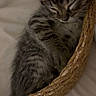 adorable, animal, basket, cat, closeup, cozy, cute, feline, fur, indoor, kitten, nap, peaceful, pet, resting, sleeping, soft, tabby, whiskers, young