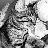 𝐏𝐫𝐚𝐝𝐚 participe au concours pour gagner de l'argent avec cette photo : animal, black_and_white, cat, close_up, clothing, cute, domestic_animal, fabric, feline, fur, indoor, pet, relaxed, resting, sleeping, soft, striped, tabby_cat, texture, whiskers