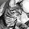 animal, black_and_white, cat, close_up, clothing, cute, domestic_animal, fabric, feline, fur, indoor, pet, relaxed, resting, sleeping, soft, striped, tabby_cat, texture, whiskers