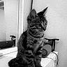 animal, black_and_white, cat, countertop, cozy, curious, domestic, ears, feline, household, indoor, kitten, looking, pet, side_view, sitting, tabby, tail, whiskers, young