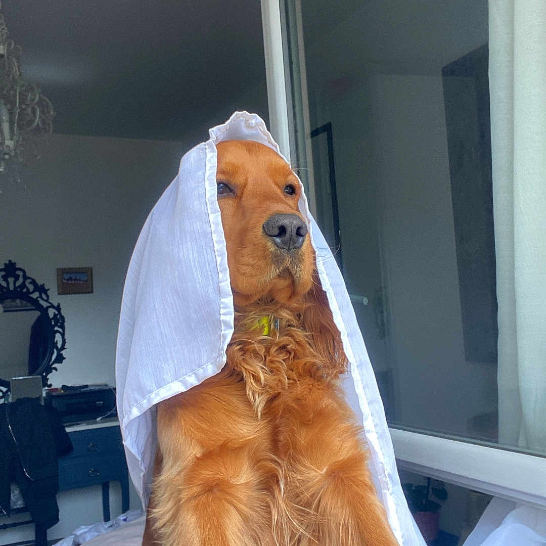 Tommy participe au concours pour gagner de l'argent avec cette photo : animal, bed, bedroom, blanket, canine, cockerspaniel, couch, cushion, dog, door, furniture, goldenretriever, homedecor, hound, indoors, interiordesign, linen, pet, puppy, room