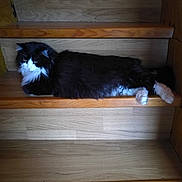 Guessly participe au concours pour gagner de l'argent avec cette photo : canidae, carnivore, cat, felidae, hardwood, small_to_medium_sized_cats, tail, wood