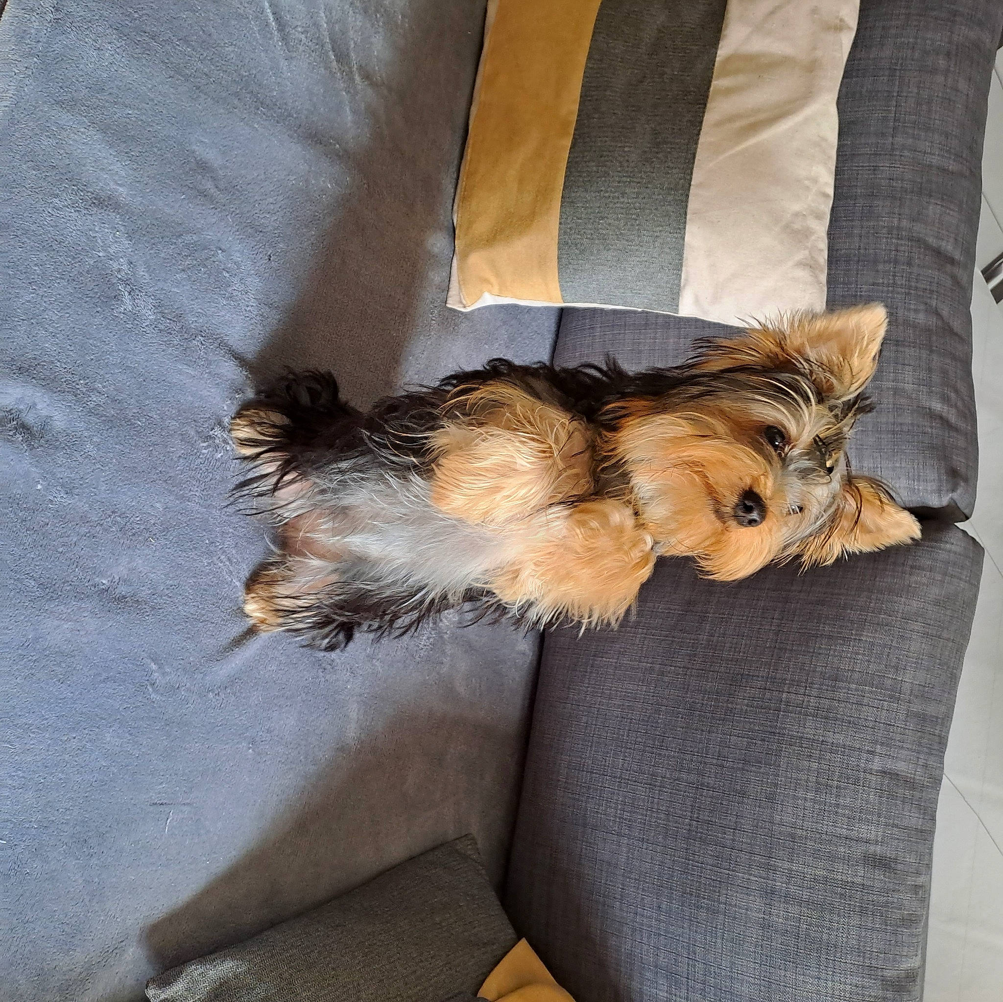 Upsie a rejoint le concours — aidez-le/la à gagner de superbes lots ! carnivore, comfort, companion_dog, dog, dog_breed, dog_supply, fawn, felidae, fur, paw, small_terrier, small_to_medium_sized_cats, tail, terrier, toy_dog, whiskers