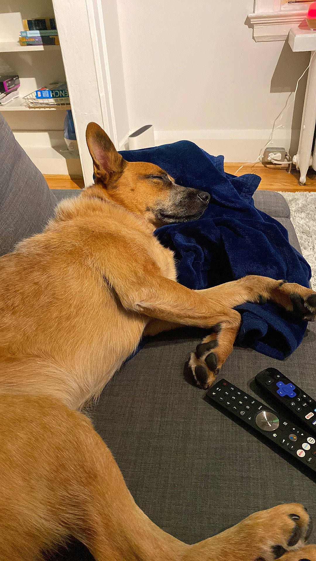 Boomer joined the competition — help win amazing prizes! canidae, carnivore, collar, comfort, companion_dog, dog, dog_breed, ear, electric_blue, fawn, flooring, foot, fur, human_leg, paw, remote_control, sporting_group, whiskers, wood, wrist