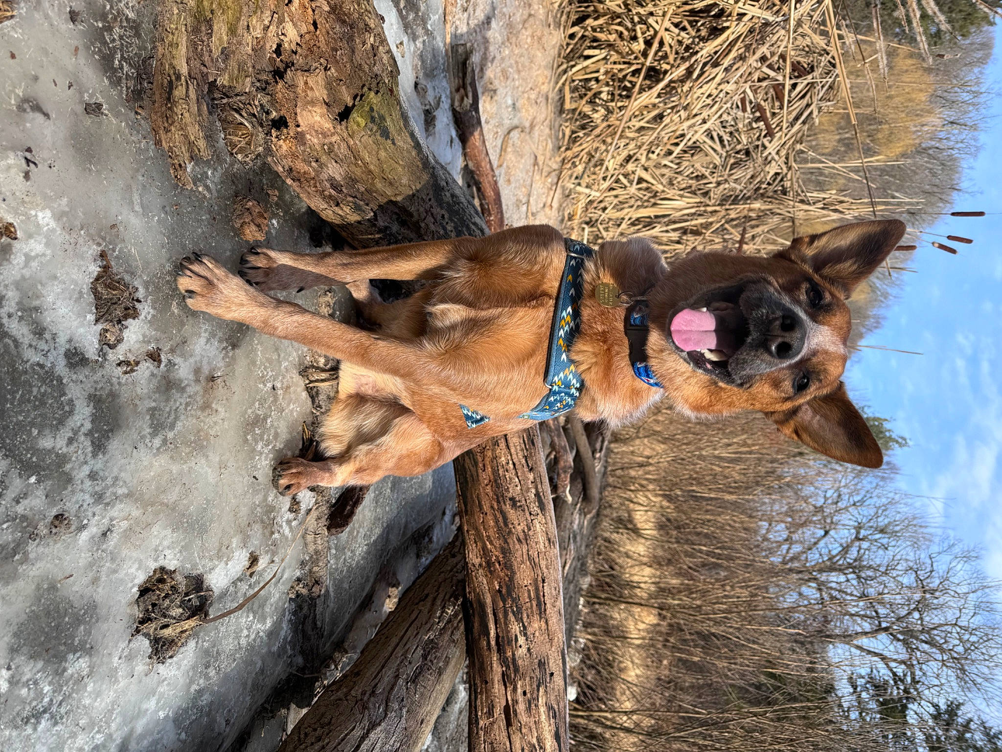 Boomer is registered to the contest to win money with this photo: canidae, carnivore, collar, dog, dog_breed, dog_collar, dog_hiking, dog_supply, electric_blue, fawn, leash, pet_supply, plant, snout, sporting_group, tree, water, winter, wood, working_animal