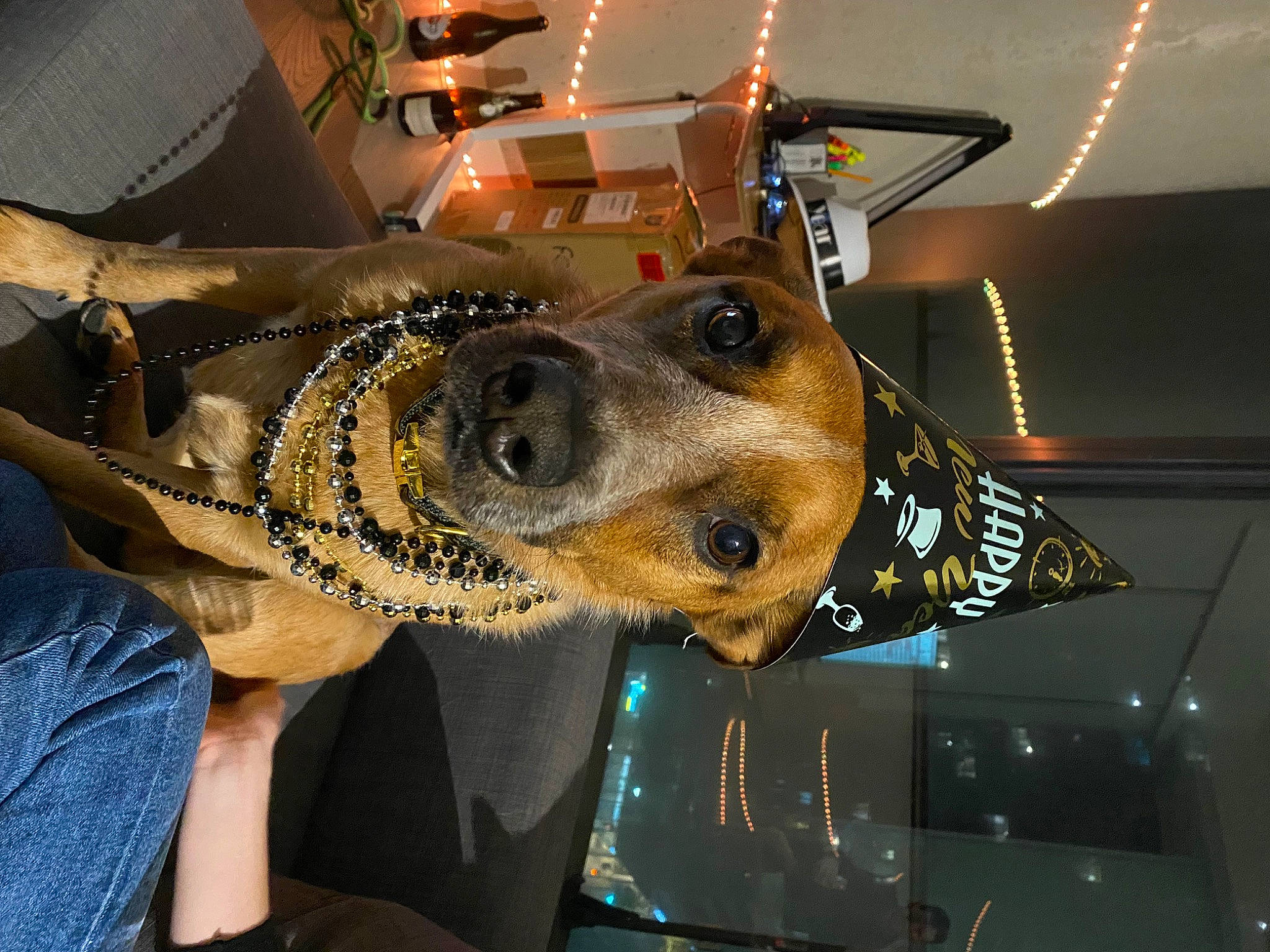 Boomer is registered to the contest to win money with this photo: auto_part, automotive_lighting, canidae, carnivore, collar, dog, dog_breed, dog_collar, eyewear, fashion_accessory, fur, hat, metal, military, military_person, personal_protective_equipment, snout, sporting_group, vehicle, window