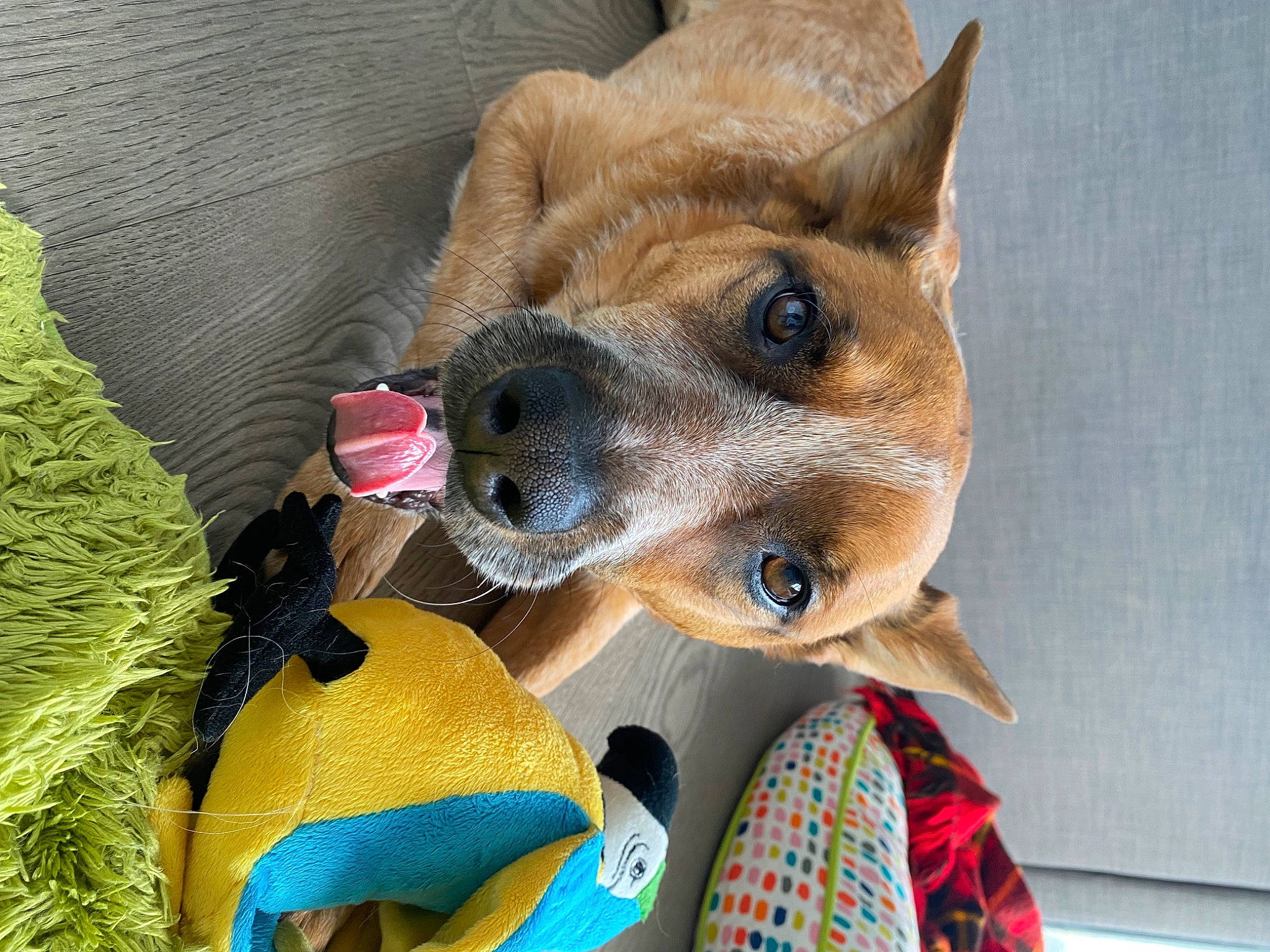 Boomer joined the competition — help win amazing prizes! ancient_dog_breeds, canidae, carnivore, collar, companion_dog, dog, dog_breed, dog_clothes, dog_collar, dog_supply, fawn, fur, non_sporting_group, snout, whiskers, working_animal