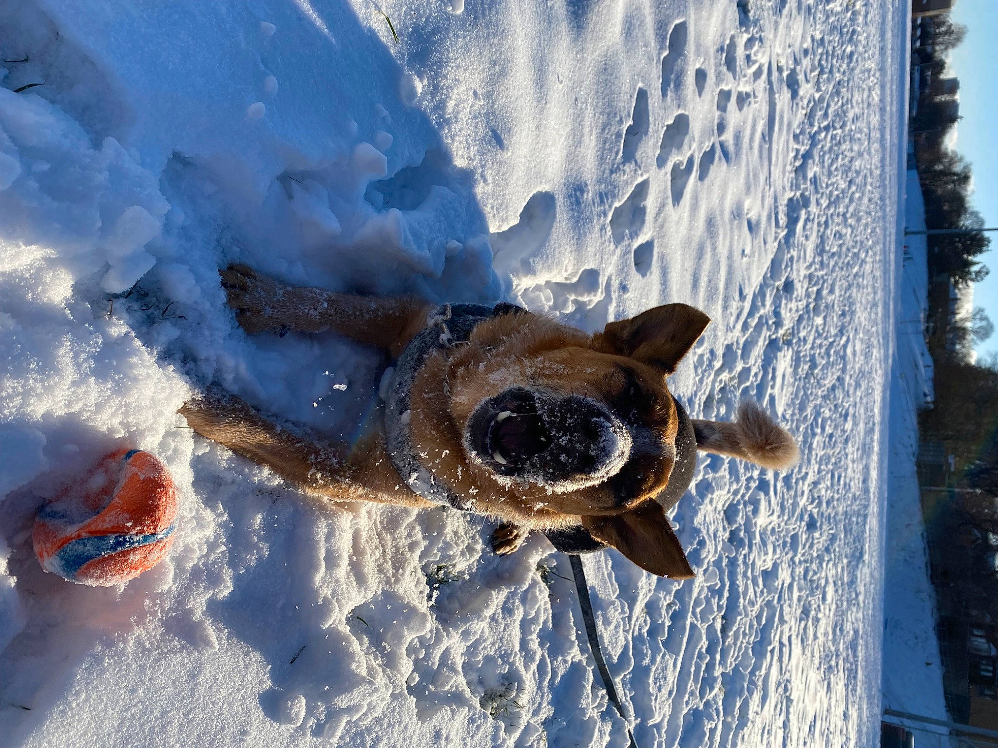 Boomer joined the competition — help win amazing prizes! canidae, carnivore, dog, dog_breed, freezing, fun, ice_cap, leisure, playing_in_the_snow, recreation, sky, snow, sporting_group, water, wave, wildlife, wind_wave, winter, wood, working_animal