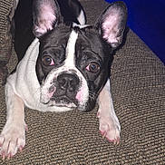 Prince joined the competition — help win amazing prizes! dog, french_bulldog, pet, animal, black_and_white, couch, indoor, close_up, ears, face, paw, canine, looking, curious, lying_down, fur, domestic_animal, companion, cute, portrait
