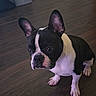 Prince is registered to the contest to win money with this photo: dog, french_bulldog, black_and_white, pet, indoor, floor, wooden_floor, box, cardboard, curious, sitting, ears_up, attentive, animal, canine, house, room, wall, cute, companion