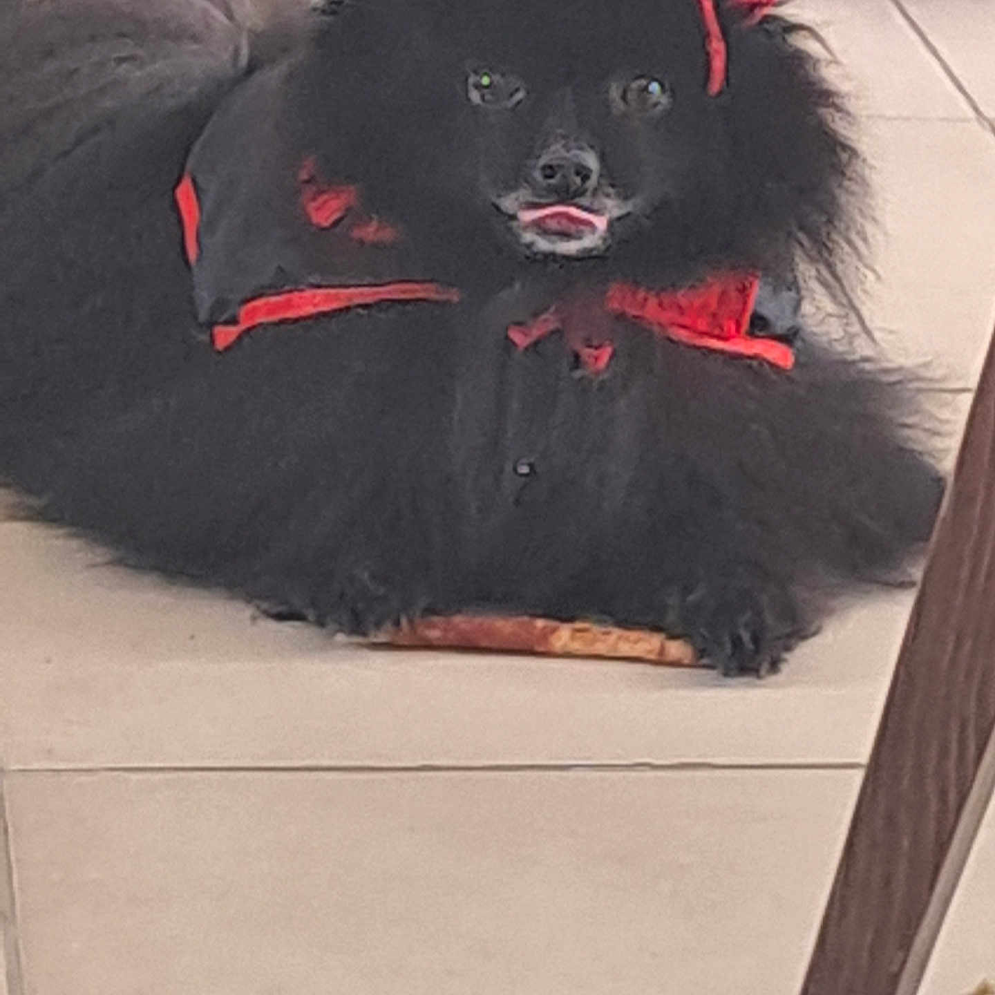 Luc a rejoint le concours — aidez-le/la à gagner de superbes lots ! accessories, affenpinscher, animal, canine, chair, chihuahua, cockerspaniel, couch, cushion, dog, eskimodog, face, furniture, head, homedecor, papillon, person, pet, poodle, puppy