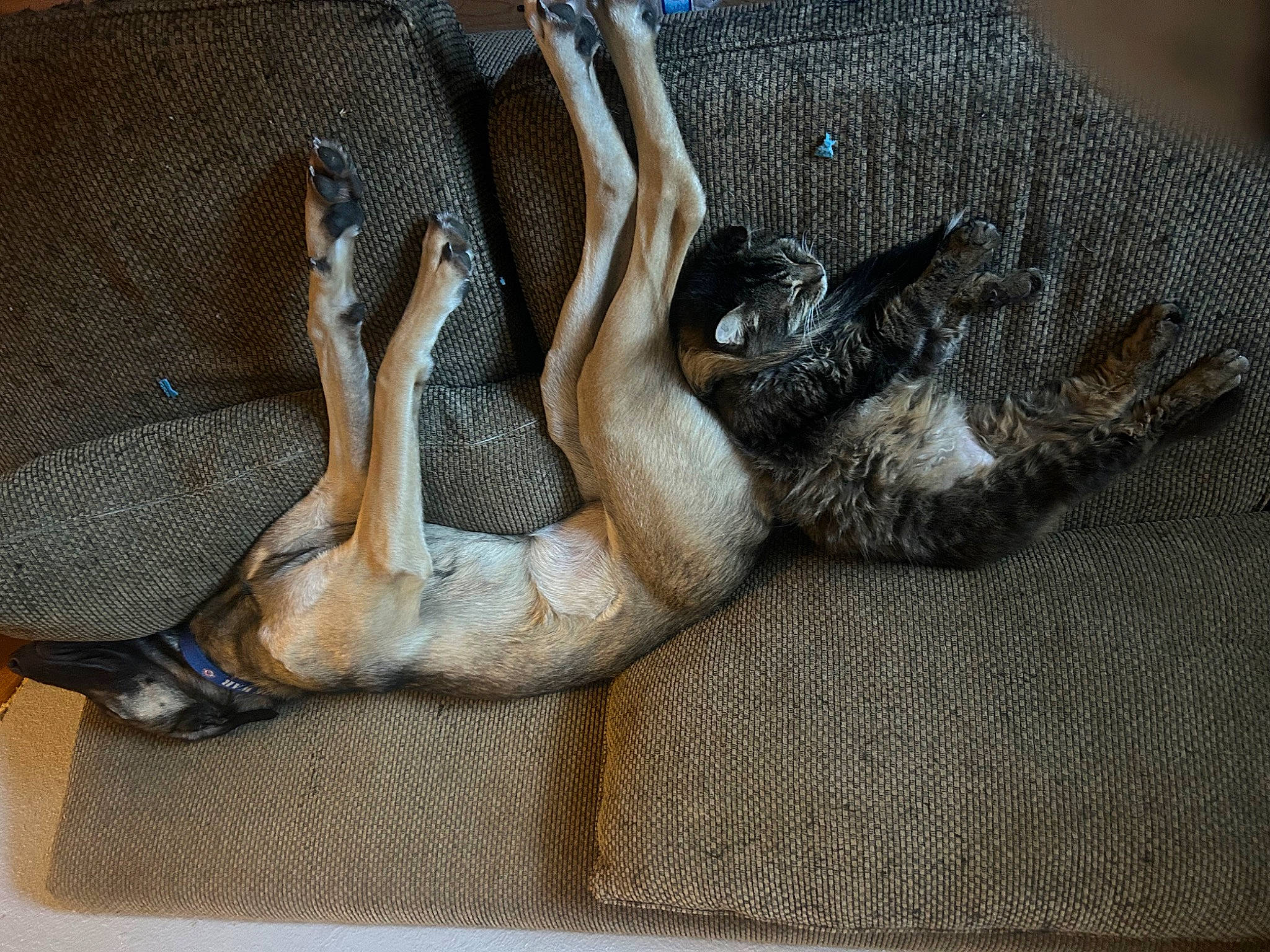 Connex is registered to the contest to win money with this photo: art, claw, comfort, fawn, felidae, fur, grey, hat, human_leg, leg, linens, nap, paw, reptile, scaled_reptile, small_to_medium_sized_cats, snake, tail, thigh, wood