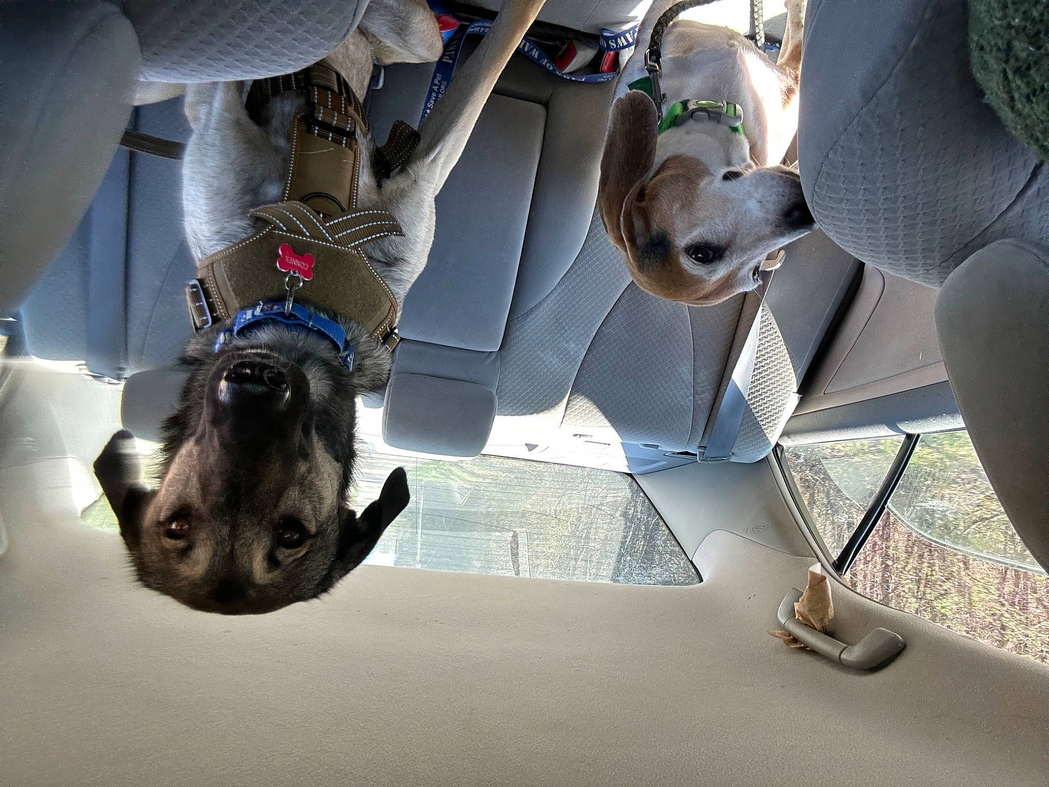 Connex is registered to the contest to win money with this photo: auto_part, automotive_design, automotive_exterior, automotive_tire, automotive_wheel_system, automotive_window_part, bumper, car_seat, car_seat_cover, carnivore, comfort, dog, eyewear, family_car, human_leg, motor_vehicle, trunk, vehicle_door, windshield, wing