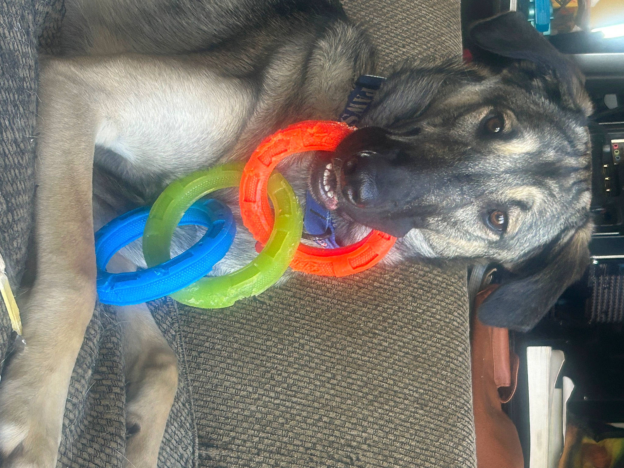 Connex is registered to the contest to win money with this photo: auto_part, carnivore, collar, companion_dog, dog, dog_breed, dog_collar, dog_supply, ear, electric_blue, fashion_accessory, fawn, fur, jaw, leash, pet_supply, snout, sporting_group, tail, working_animal