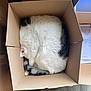 animal, box, cardboard, carton, cat, clothing, crate, footwear, hardwood, indoors, kitten, manx, package, packagedelivery, person, pet, shoe, sleeping, wood