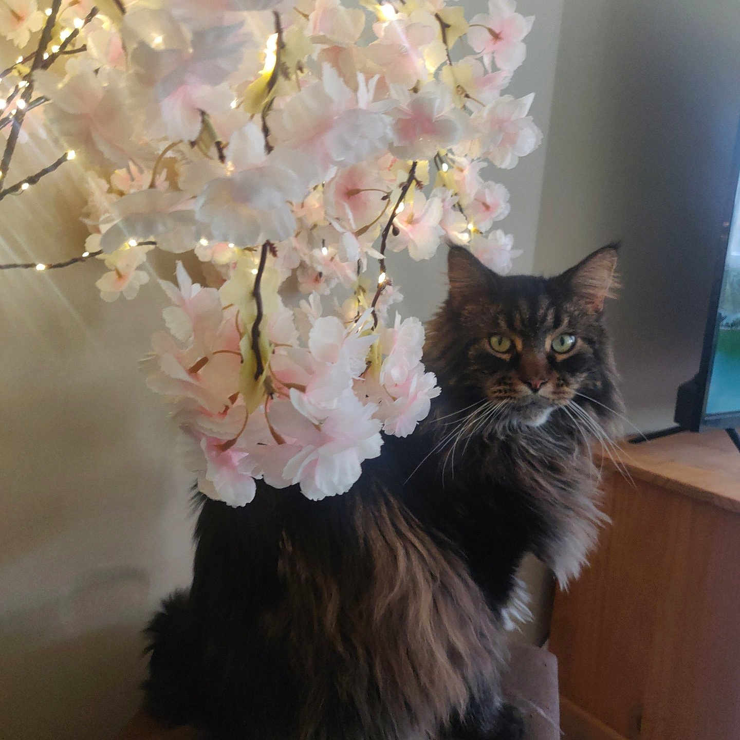 Roméo a rejoint le concours — aidez-le/la à gagner de superbes lots ! cat, long_hair, flower, pink_flower, indoor, furniture, branch, pet, animal, domestic_cat, whiskers, green_eyes, fluffy, cute, relaxing, soft_light, decor, close_up, looking_at_camera, home