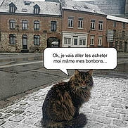Roméo a rejoint le concours — aidez-le/la à gagner de superbes lots ! cat, snow, cobblestone, street, brick_building, winter, animal, pet, fluffy, outdoor, urban, cloudy, speech_bubble, text_overlay, side_view, quiet, daytime, feline, cold, weather