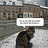cat, snow, cobblestone, street, brick_building, winter, animal, pet, fluffy, outdoor, urban, cloudy, speech_bubble, text_overlay, side_view, quiet, daytime, feline, cold, weather