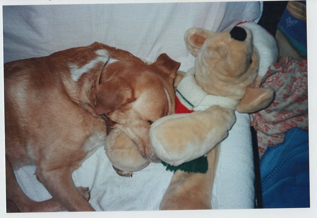 Max a rejoint le concours — aidez-le/la à gagner de superbes lots ! boxer, canidae, carnivore, companion_dog, dog, dog_breed, dogue_de_bordeaux, fawn, labrador_retriever, mammal, non_sporting_group, pit_bull, puppy, puppy_love, sporting_group, vizsla