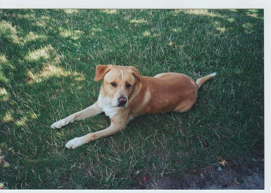 Max a rejoint le concours — aidez-le/la à gagner de superbes lots ! canidae, carnivore, carolina_dog, companion_dog, dog, dog_breed, fawn, feist, grass, labrador_retriever, mammal, mountain_cur, rare_breed_dog, sporting_group, tail, vertebrate