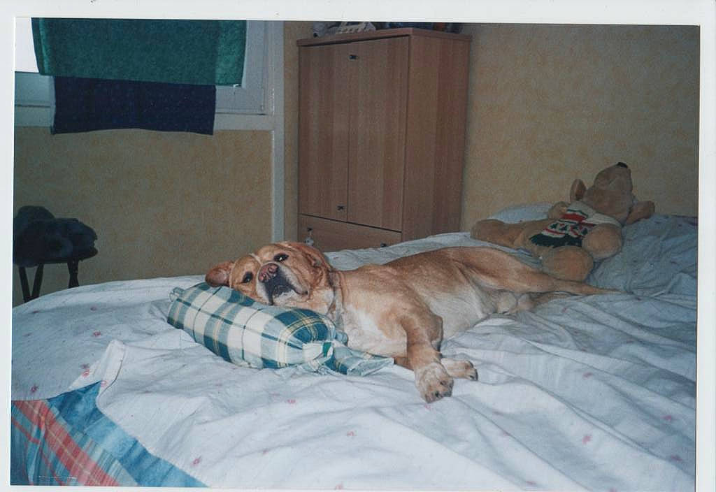 Max participe au concours pour gagner de l'argent avec cette photo : black_mouth_cur, boerboel, broholmer, canidae, carnivore, dog, dog_breed, fawn, golden_retriever, guard_dog, labrador_retriever, retriever, sporting_group